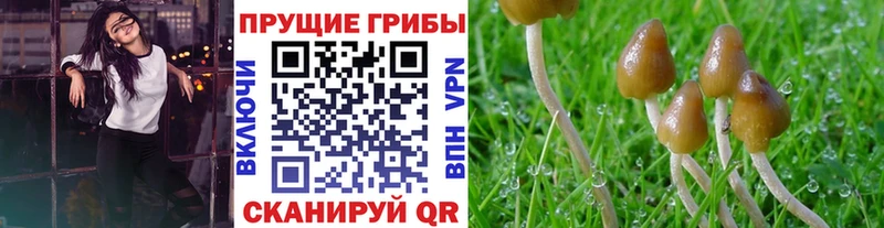 Псилоцибиновые грибы Cubensis  Хасавюрт 